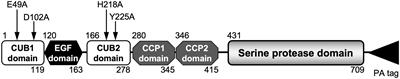 The complex formation of MASP-3 with pattern recognition molecules of the lectin complement pathway retains MASP-3 in the circulation